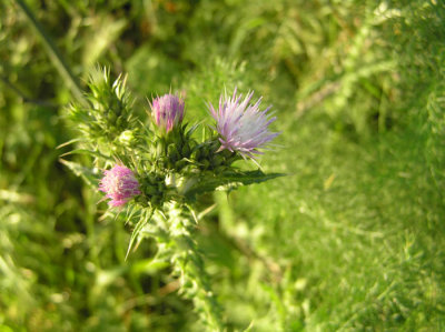 Carduus pycnocephalus (italian thistle) astereacea annual feb-july