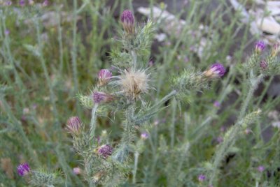 Carduus pycnocephalus (italian thistle) astereacea annual feb-july
