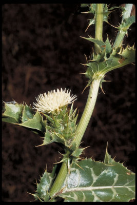 Silybum marianum (milk thistle) asteraceae annual april-july