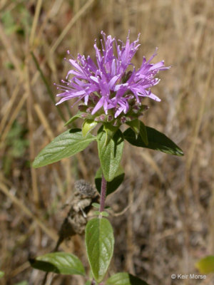 Monardella sheltonii (coyote mint) lamiaceae open grassland/dry nice smell!