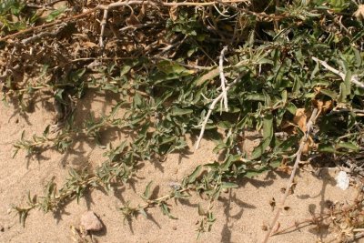 Atriplex semibaccata (australian saltbrush) perennial apr-dec  	CHENOPODIACEAE found at coyote hills 