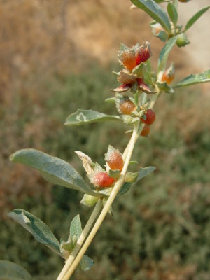 Atriplex semibaccata (australian saltbrush) perennial apr-dec CHENOPODIACEAE found at coyote hills