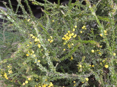 Acacia paradoxa (kangaroo thorn) perrenial shrub, fabaceae, jan-mar, coyote hills