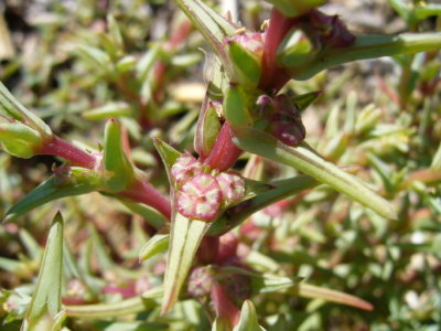 Salsola soda (russian thistle), annual, june-oct BOLO