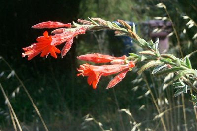 Epilobium canum (california fushia) perennial aug-oct