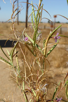 Epilobium brachycarpum (annual fireweed) annual, june-oct
