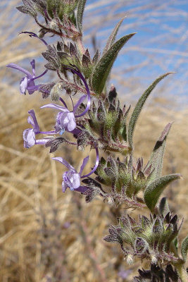 Trichostema lanceolatum (vinegar weed) annual aug-oct lamiacea