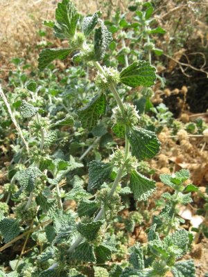 Marrubium vulgare (horehound) LAMIACEAE may-apr, perennial