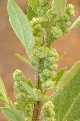 Chenopodium album (lambs quarters) annual, CHENOPODIACEAE june-oct