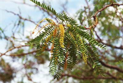 Prosopis velutina (velvet mesquite ) apr-june FABACEAE