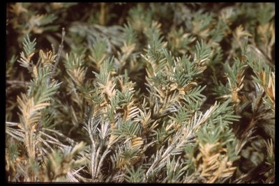 Distichlis littoralis (shore grass) perennial  