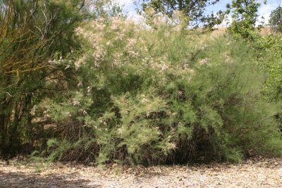 Tamarix aphylla may-nov, TAMARICACEAE