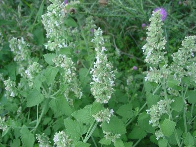 Nepeta cataria (catmint) Lamiaceae perennial