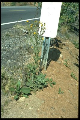 Heterotheca grandiflorana (telegraph weed) aster annual/per