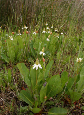 Anemopsis californica (yerba mansa) feb-mar, SAURURACEAE wetlands, perennial