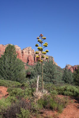 Agave american (century plant)  	Agavoideae native