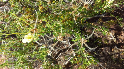 Cowania mexicana(cliffrose)Rosaceae blooms spring/summer