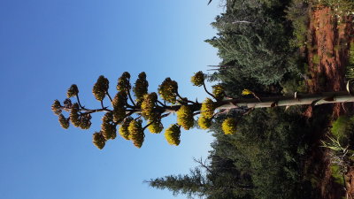 Agave americana(centuryplant)Agavaceae