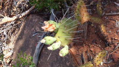 Opuntia phaeacantha(prickly pear) Cactaceae blooms spring summer
