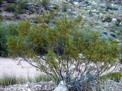 (Creosote Bush) Larrea tridentata Zygophyllaceae perennial blooms spring/fall