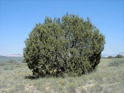 (One-seed Juniper) Juniperus monosperma Cupressaceae perennial 