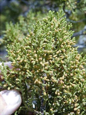 (One-seed Juniper) Juniperus monosperma