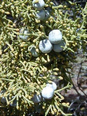 (Utah Juniper) Juniperus osteosperma