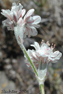 Eriogonum strictum var. proliferum Blue Mountain Buckwheat, subshrub, Polygonaceae