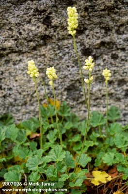 Heuchera cylindrica, roundleaf alum, perennial, saxifragaceae, 