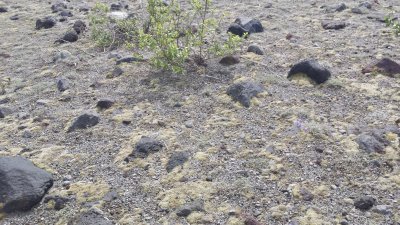 mosses not a plot.jpg