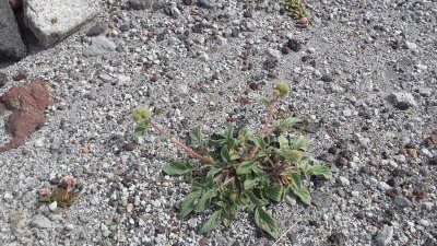 Phacelia  nemoralis.jpg