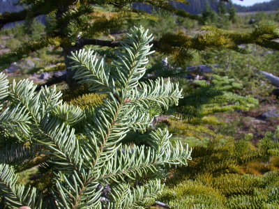 Abies lasiocarpa subalpine fir pinaceae