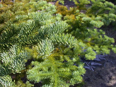 Abies procera noble fir pinaceae evergreen