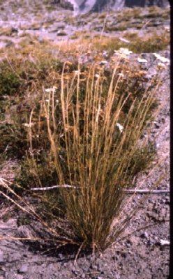 Achnatherum thurberianum Thurber's needlegrass perennial poaceae