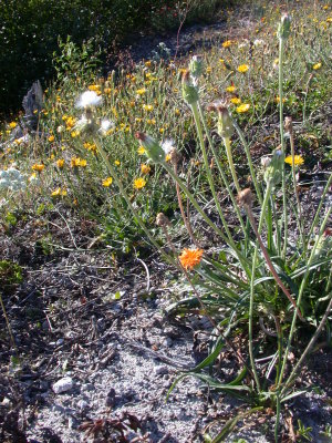 Agoseris aurantiaca orange agoseris aster perennial
