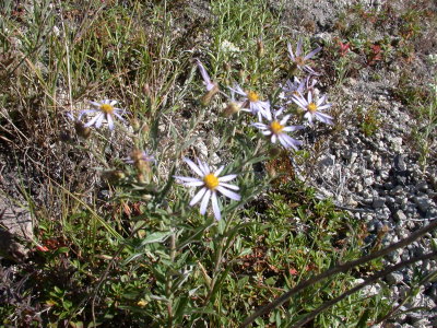 Aster	ledophyllus	 Asteraceae	tea-leaved aster