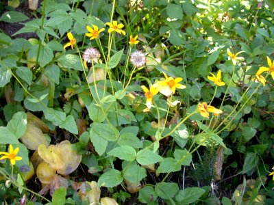 Arnica latifolia perennial aster