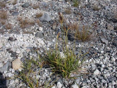 Carex paysonis			Sedge				Cyperaceae