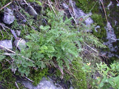 Cryptogramma crispa			Parsley fern			Polypodiaceae