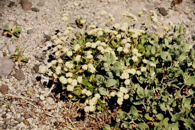 Eriogonum pyrolifolium		Alpine buckwheat		Polygonaceae