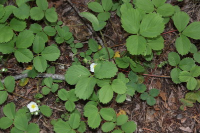 Fragaria vesca wild strawberry Rosaceae perennial