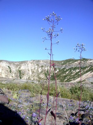 Hieracium albiflorum	White-flowered hawkweed	Asteraceae perennial