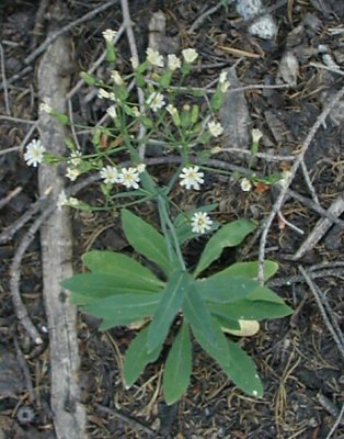 Hieracium albiflorum