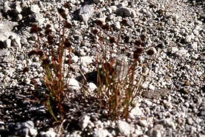 Juncus mertensianus Merten's rush Juncaceae