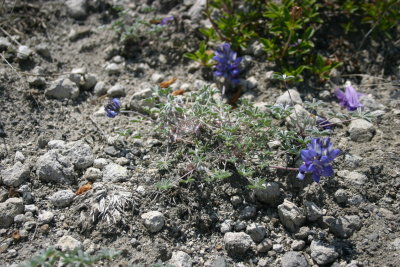 Lupinus lepidus Prairie lupine Fabaceae
