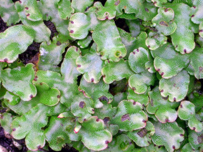 Marchantia polymorpha Marchantiaceae common liverwort