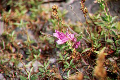 Penstemon cardwellii Cardwell's penstemon Scrophulariaceae Perennial
