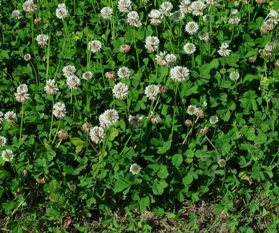 Trifolium repens* White clover Fabaceae non native perennial