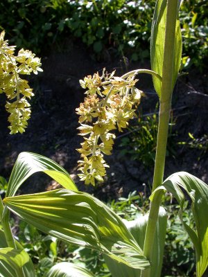 Veratrum viride Green false hellebore Liliaceae perennial