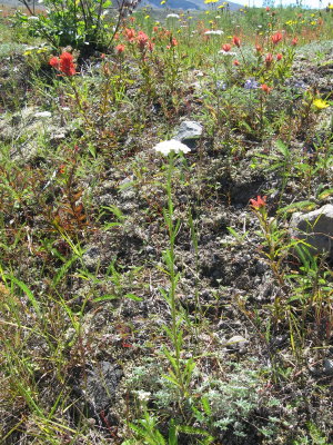 Achillea millefolium_yarrow_aster.JPG